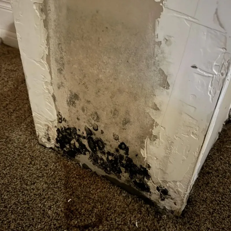 Professional Mold Removal in Sabine Parish, LA